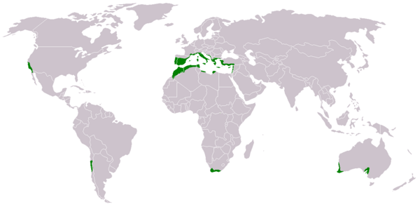 [Translate to Englisch:] Weltkarte, in der die Regionen markiert sind, in denen mediterranes Klima herrscht