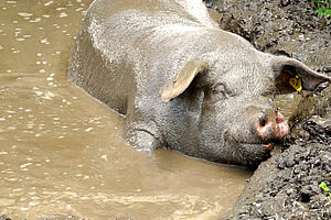 Un cochon apprécie un bain de boue
