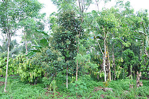 Agroforestry system (a crop is cultivated between trees)