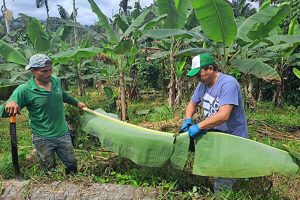 Two men working on a banana leaf.