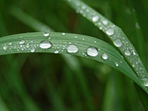 Water drops on a blade of grass