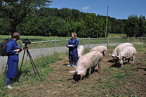 Researcher with free-range pigs is filmed.