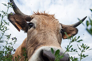 Portrait d'une vache