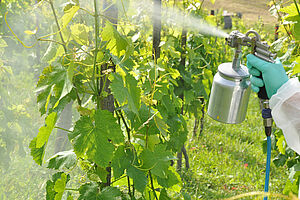 Les vignes sont traitées par pulvérisation