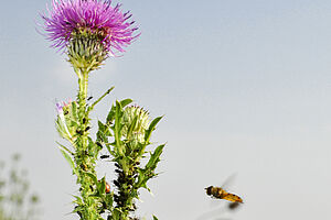 Thistle flower with hoverfly and ladybug