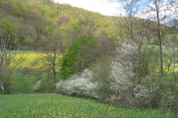 A hedge on a field.