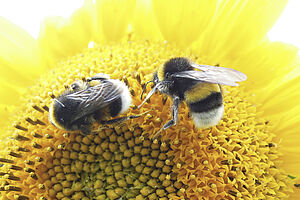 Two bumblebees on a sunflower