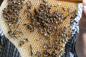 Les abeilles dans un nid d'abeilles