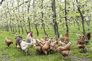 Hühner in Apfelplantage 