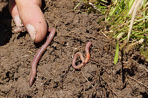 A finger points to an earthworm on the soil