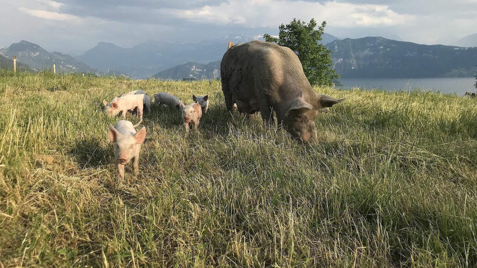 A sow with piglets run towards the camera on a stubbly field. In the background you can see Swiss mountains, a lake and clouds. The light is dramatic.