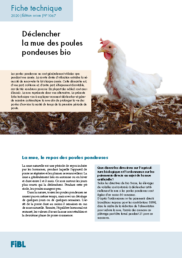 Cover: Déclencher la mue des poules pondeuses bio