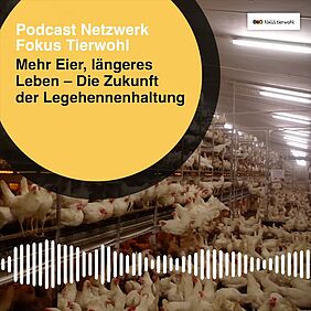 Podcastfolge zur Zukunft der Legehennenhaltung.