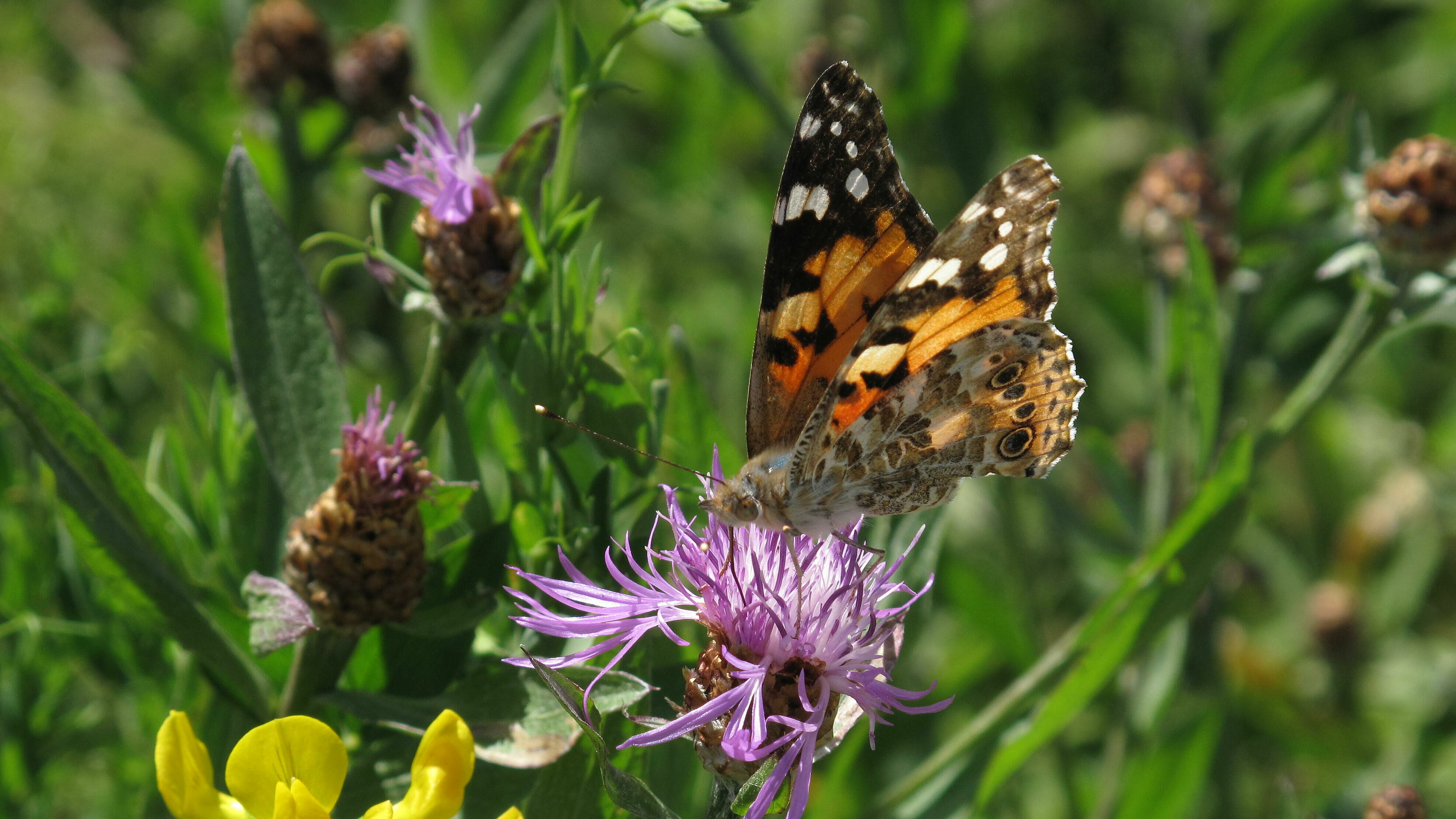 Papillon sur une fleur violette.