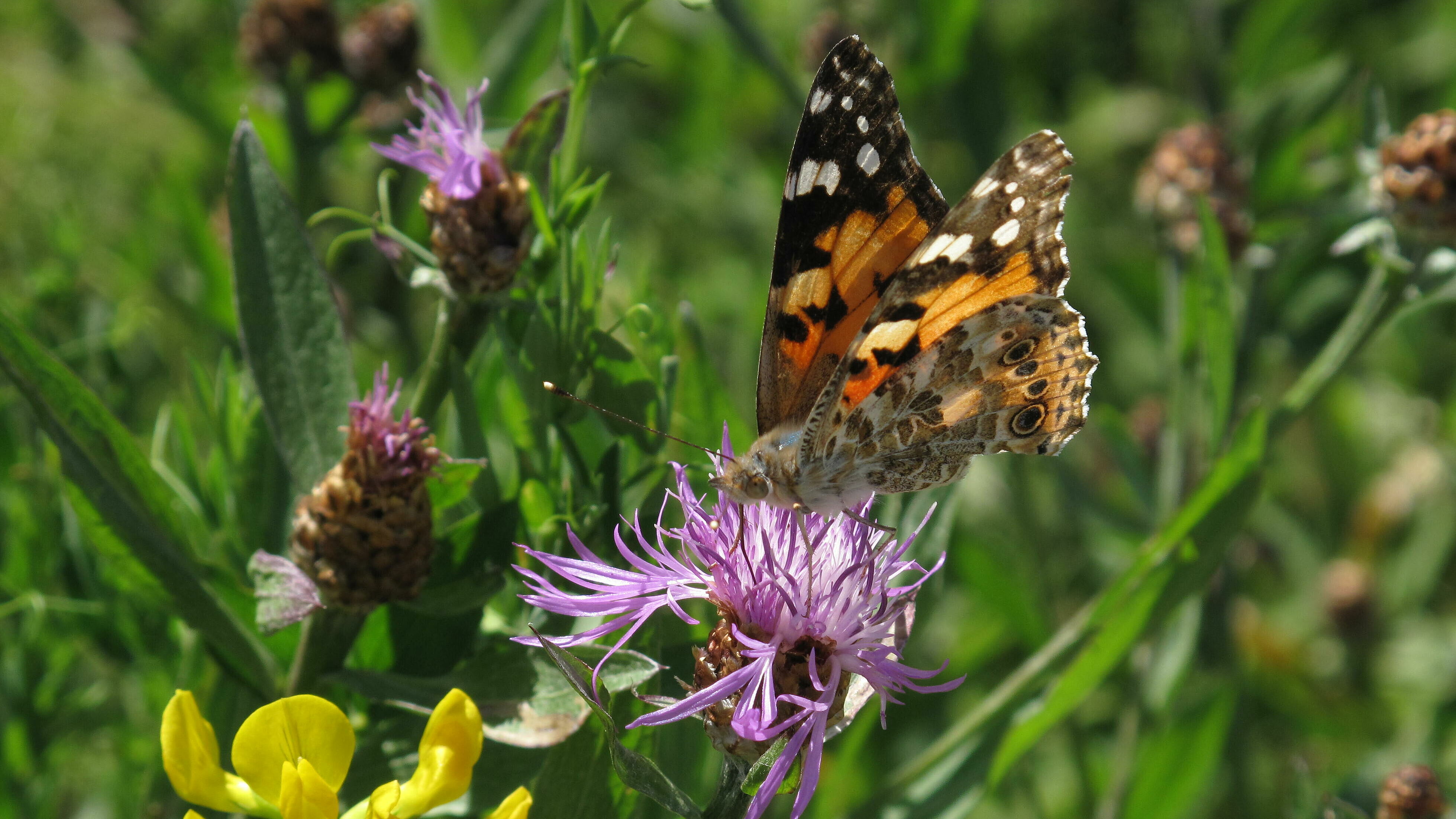 Butterfly on purple flower.