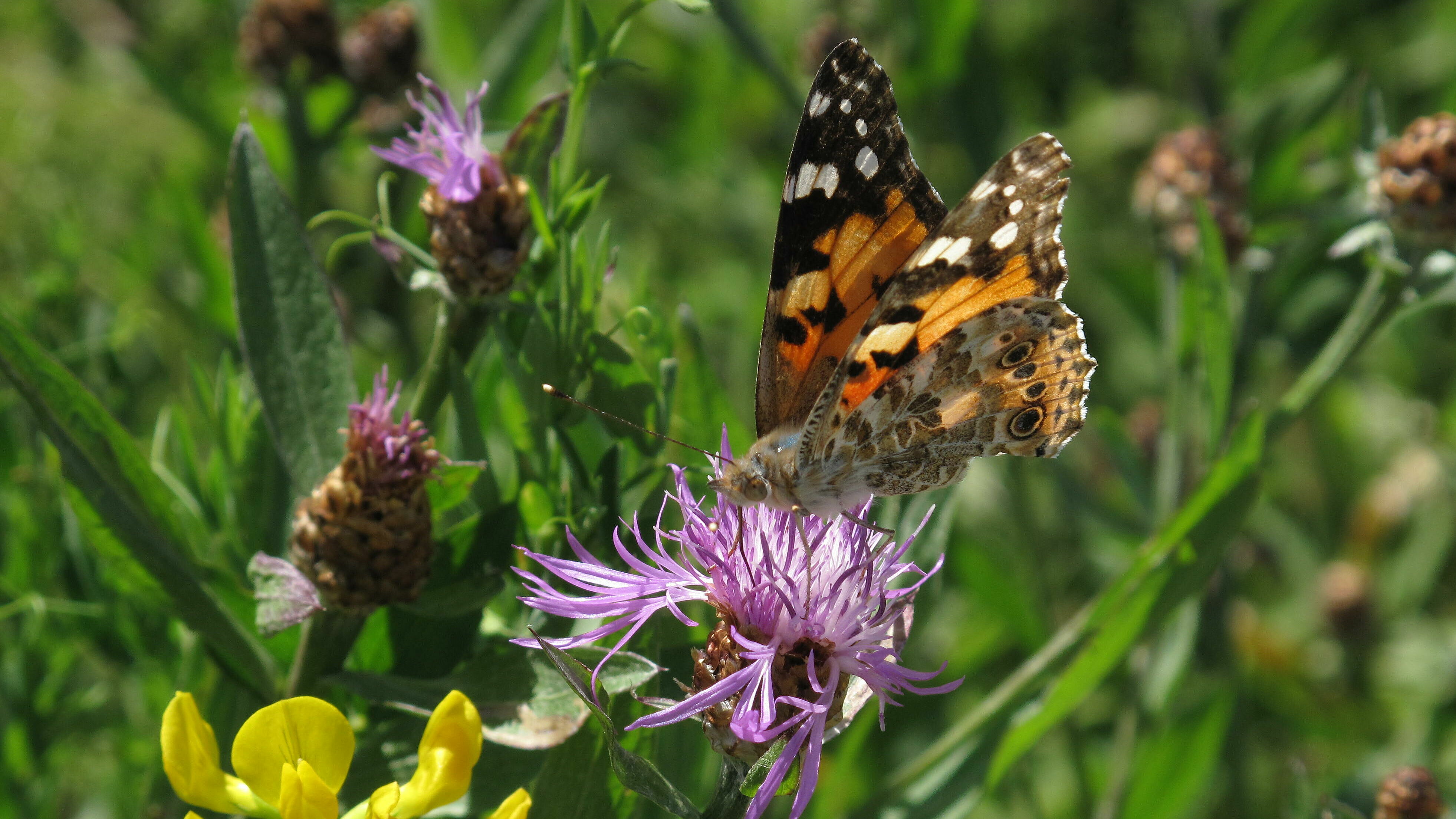 Falter auf violetter Blüte. 