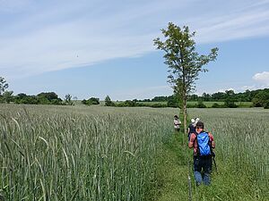 People stand by a tree in a field of grain.