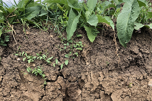 A soil profile can be seen. At the top is meadow, below that is the cracked, ochre-coloured soil. The top layer of soil is slightly browner.