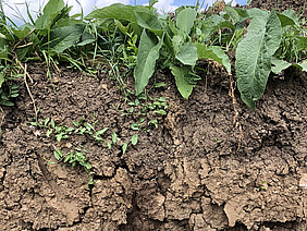 A soil profile can be seen. At the top is meadow, below that is the cracked, ochre-coloured soil. The top layer of soil is slightly browner.