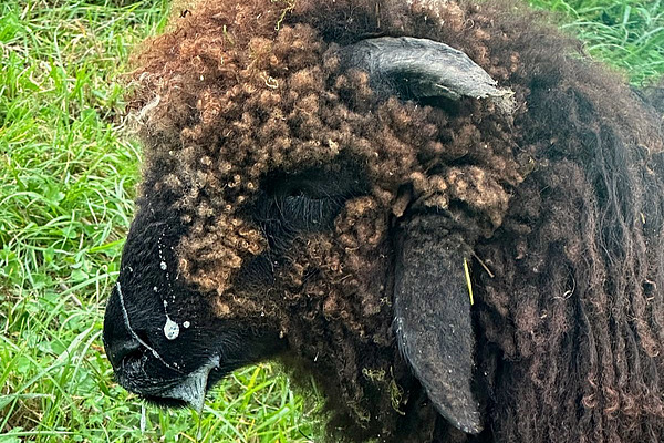 Gros plan sur une tête de mouton brun foncé. Le mouton a de petites cornes et de la salive devant la bouche. Il n'a pas l'air en forme. En arrière-plan, il y a une prairie. 