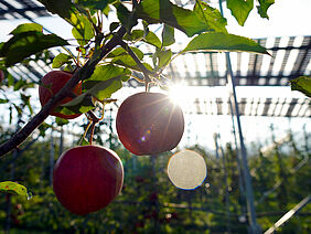 Ein Apfel ist im starken Gegenlicht direkt vor der Sonne. Er hängt an einem Ast mit mehreren roten Äpfeln und Blättern. Im Hintergrund deutlich zu sehen sind semitransparente Solarmodule vor dem blauen Himmel.