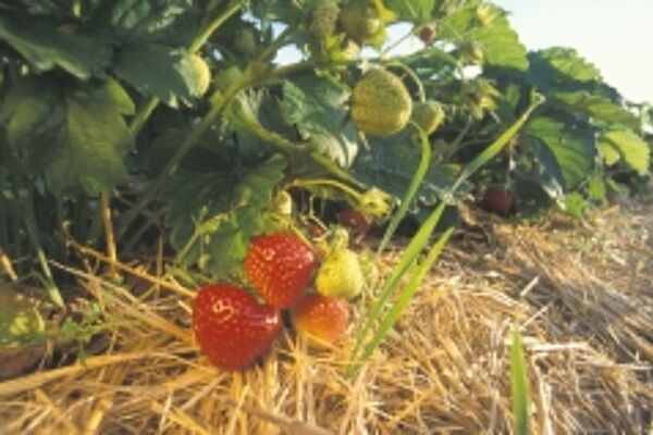 Erdbeerpflanze mit reifen Früchten