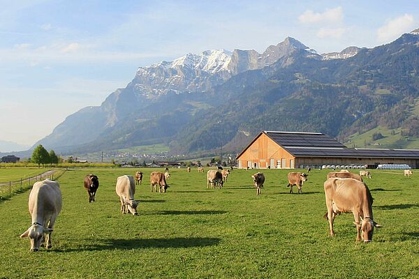 Kühe auf der Weide. Im Hintergrund ein Gebäude und Berge.