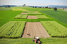 Demonstrationsparzellen auf einem Acker. 