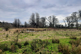 Open landscape, several large trees in the background, small grassy clumps in the foreground and a pond in the centre.