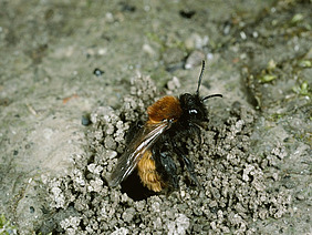 Eine Sandbiene in einem kleinen Sandhäufchen.