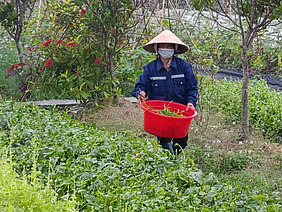 Person on a vegetable farm.