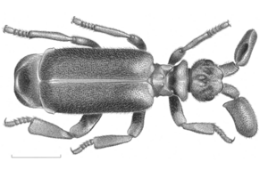 Zeichnung des Käfers: 2-gliedrige, keulenförmige Fühler, Flügeldecken mit längeren und kürzen Haaren besetzt 