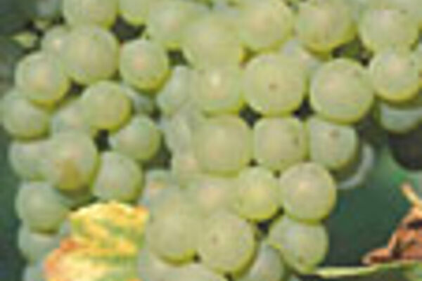 Weißwein-Trauben kurz vor der Ernte