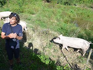 Un homme près d'une clôture avec deux cochons.