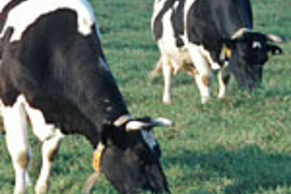 Schwarzbunte Kühe auf Weide