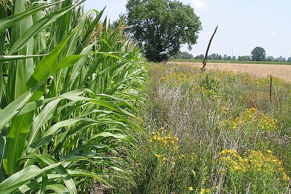 Una striscia di fiori accanto a un campo di grano con un albero sullo sfondo.