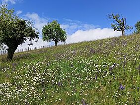Picture of a meadow with trees.