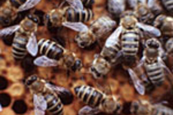 Honigbienen in der Schwarmphase