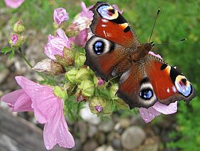 Tagpfauenauge auf Malve.