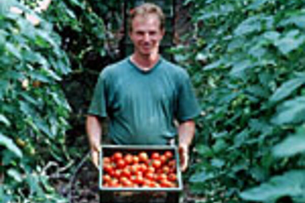 Mann mit Kiste Tomaten