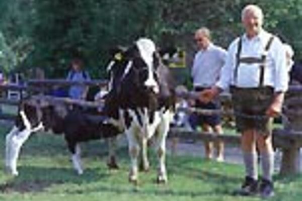 Bayerischer Landwirt mit Kuh und Kalb