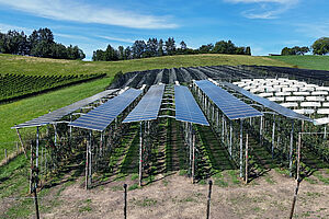 Über drei Reihen Niederstamm-Apfelbäumen sind dachartig Solarmodule in Reihen angeordnet. Die Anlage steht in einer grünen, hügeligen Landschaft und das Wetter ist sehr schön.