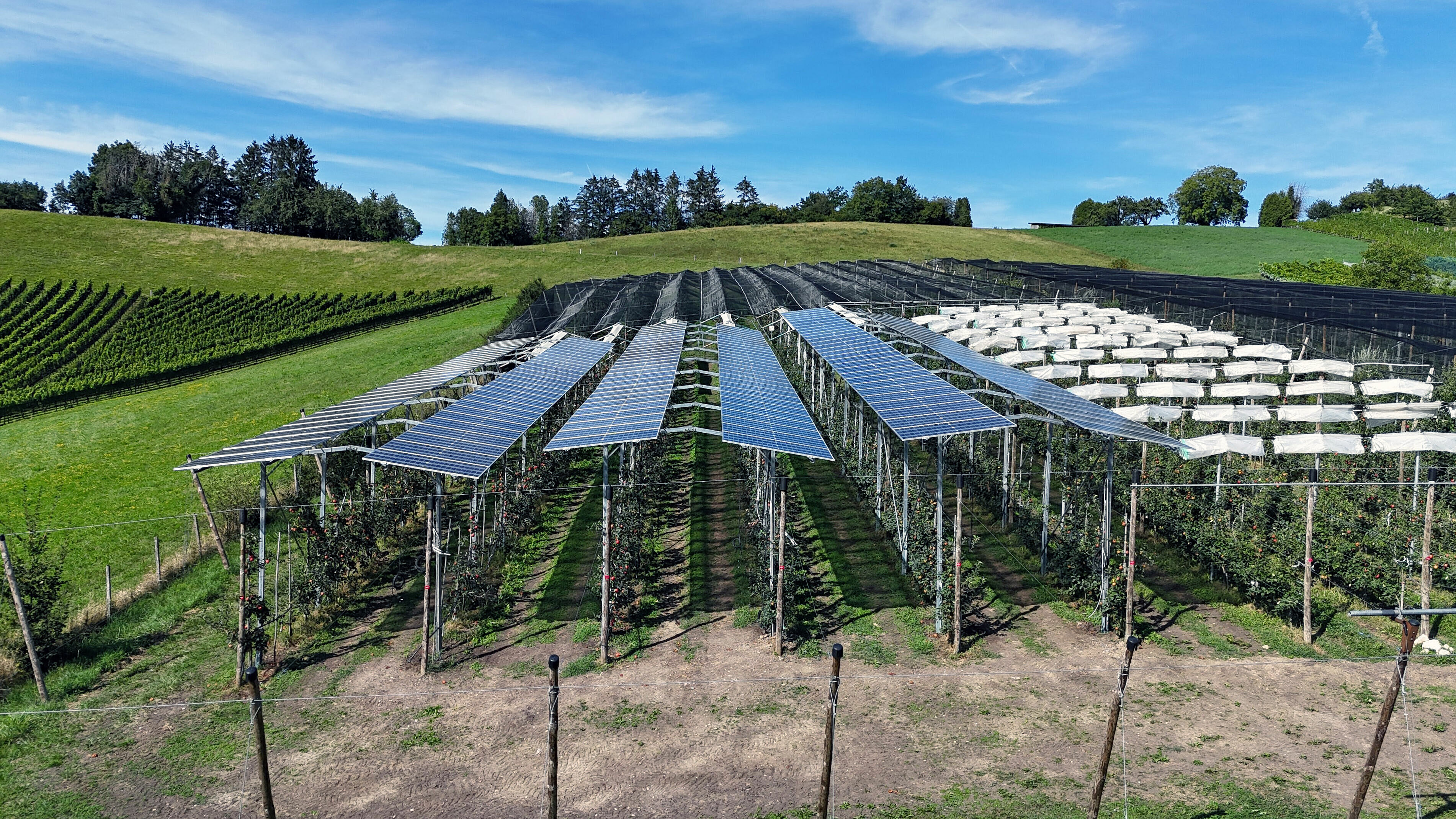 Über drei Reihen Niederstamm-Apfelbäumen sind dachartig Solarmodule in Reihen angeordnet. Die Anlage steht in einer grünen, hügeligen Landschaft und das Wetter ist sehr schön.