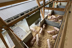 Blick von oben in den Aussenbereich eines Schweinestalls mit ca. 15 Schweinen.