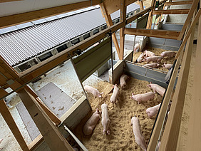 Blick von oben in den Aussenbereich eines Schweinestalls mit ca. 15 Schweinen.