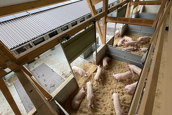 Blick von oben in den Aussenbereich eines Schweinestalls mit ca. 15 Schweinen.