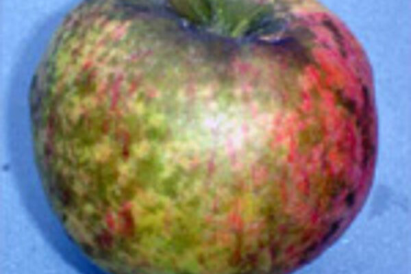 Apfel mit Regenflecken-Symptomen