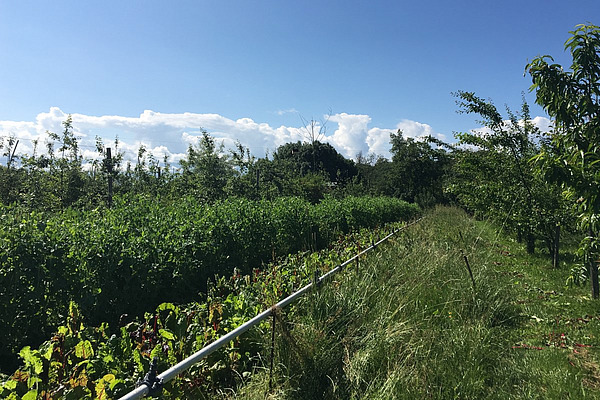 À gauche et à droite, des arbres fruitiers, entrecoupés d'autres cultures.