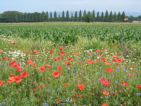 Un champ avec de nombreuses fleurs différentes à côté d'une culture.