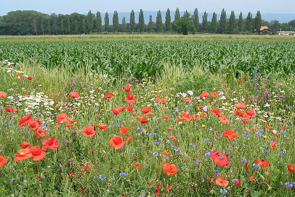 Un champ avec de nombreuses fleurs différentes à côté d'une culture.